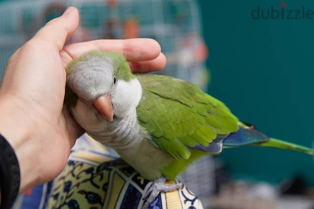 Friendly Green Quaker Parrot ببغاء كويكر اليف Super Tamed  كتير 0