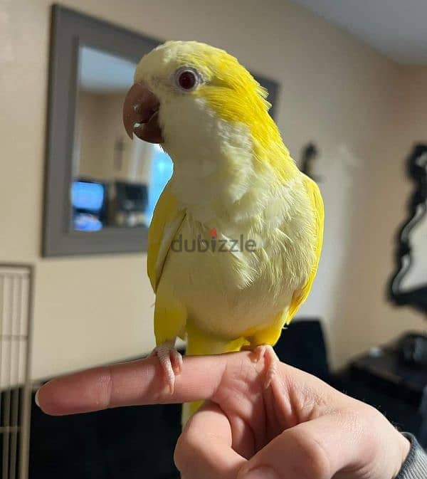 Friendly Yellow Quaker Parrot Super Tamed ببغاء كويكر اصفر اليف كتير 0