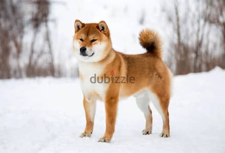 Shiba inu