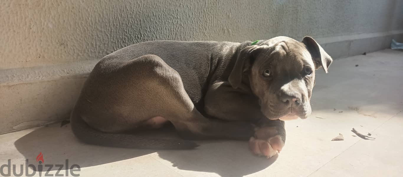 American standard female bully 3