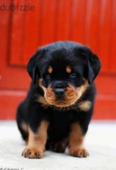 rottweiler blood champion