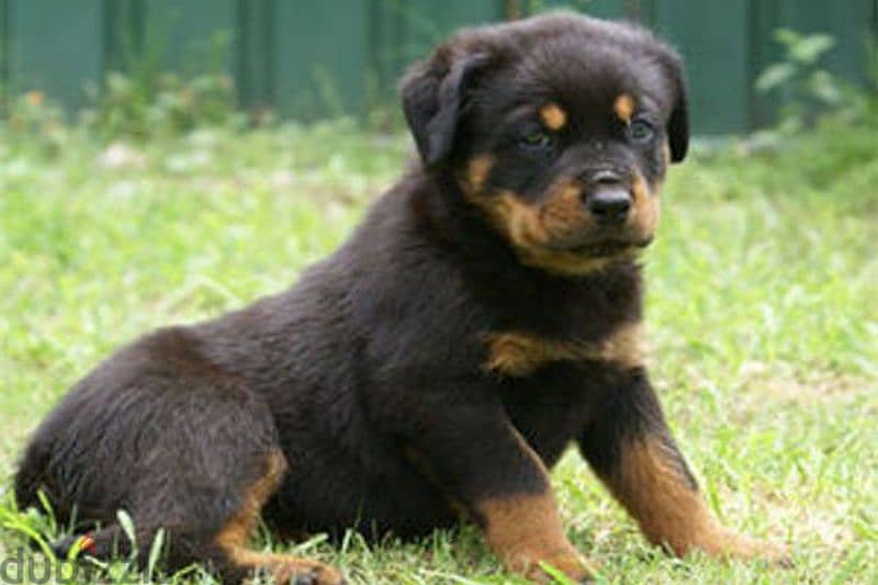 rottweiler blood champion 3