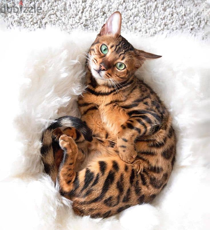 Special Pure Bengal Kitten/ High quality - Cat قطط 0