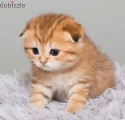 scottish fold and Scottish straight