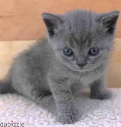 scottish fold and Scottish straight