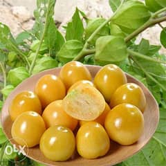 physalis plant/ golden berry التوت الذهبي 0