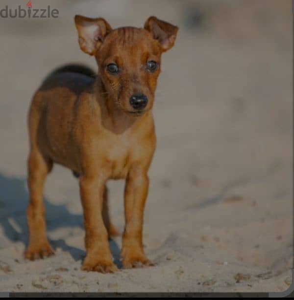 mini pinscher 1