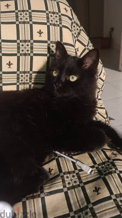 Black Kitten for adoption