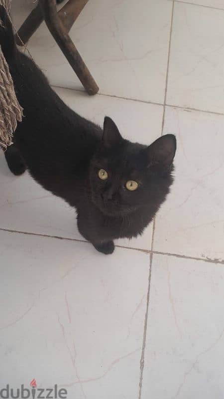 Black Kitten for adoption 1