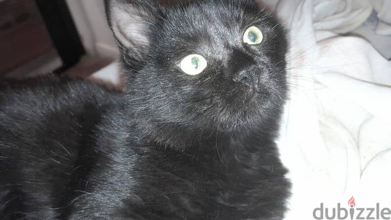 Black Kitten for adoption 3