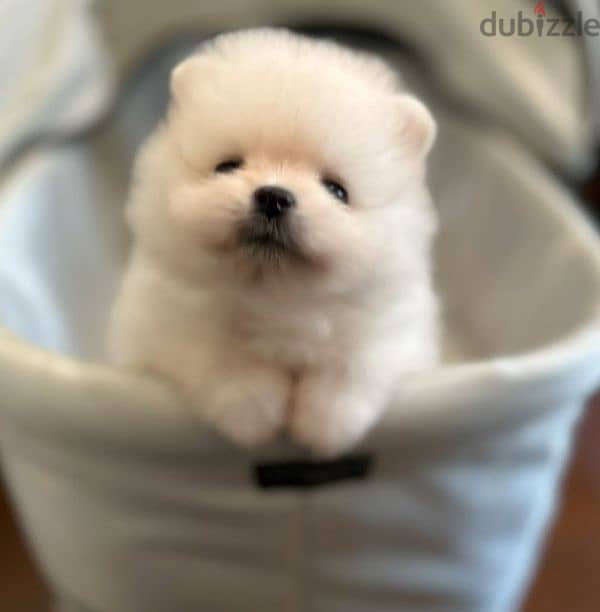 Pomeranian Mini Teacup For Sale 0