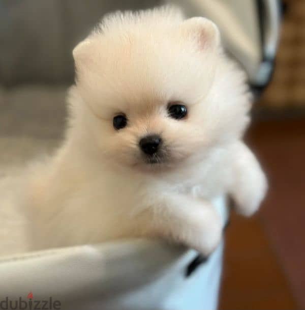 Pomeranian Mini Teacup For Sale 1