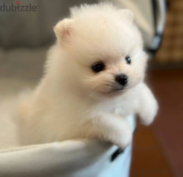 Pomeranian Mini Teacup For Sale 2