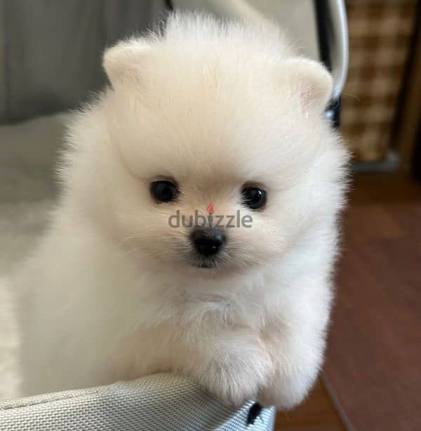 Pomeranian Mini Teacup For Sale 3