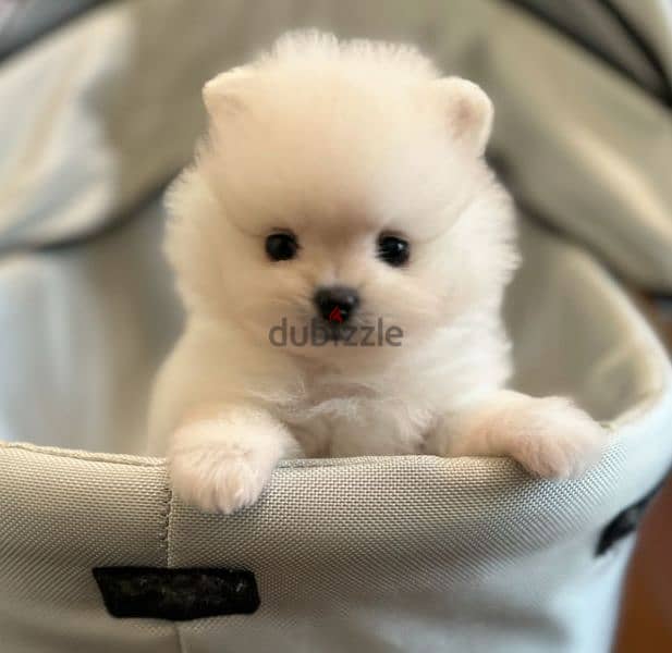 Pomeranian Mini Teacup For Sale 4