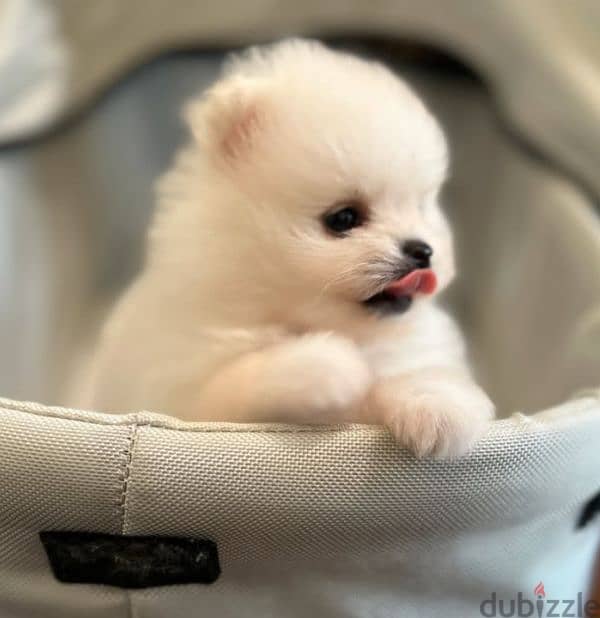 Pomeranian Mini Teacup For Sale 5