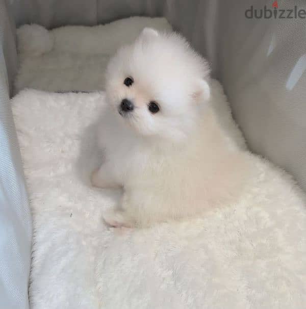 Pomeranian Mini Teacup For Sale 6