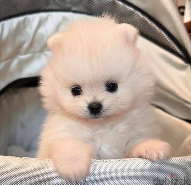 Pomeranian Mini Teacup For Sale 7