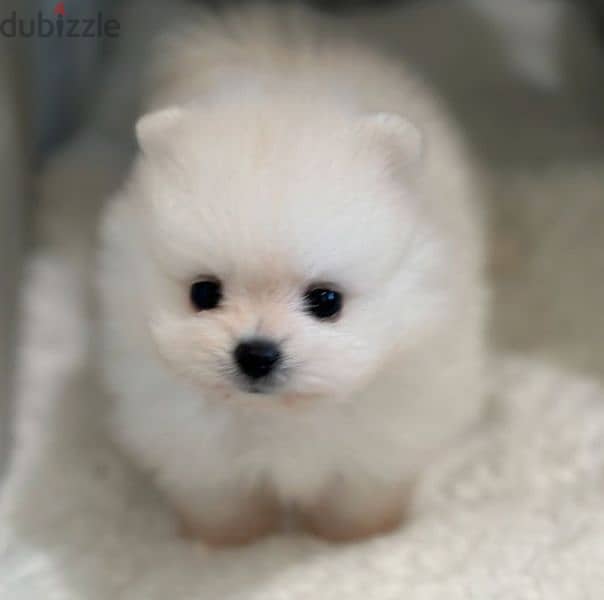 Pomeranian Mini Teacup For Sale 8