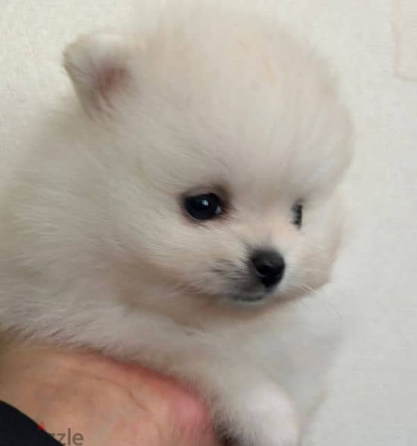 Pomeranian Mini Teacup For Sale 9