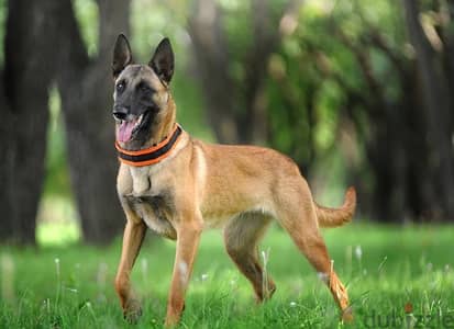 Belgian Malinois /كلاب مالنوا/حراسة