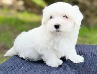 bichon maltais