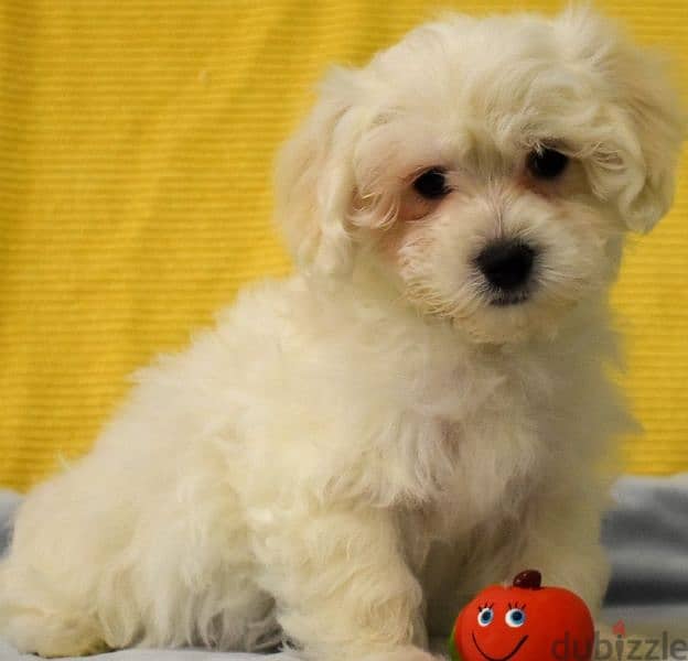 bichon maltais 1