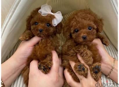 toy poodle /كلاب