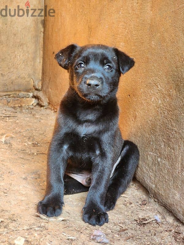 rottweiler ,golden retriever ,malinois 2