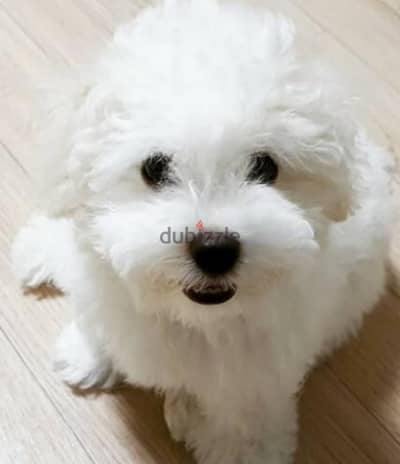 bichon