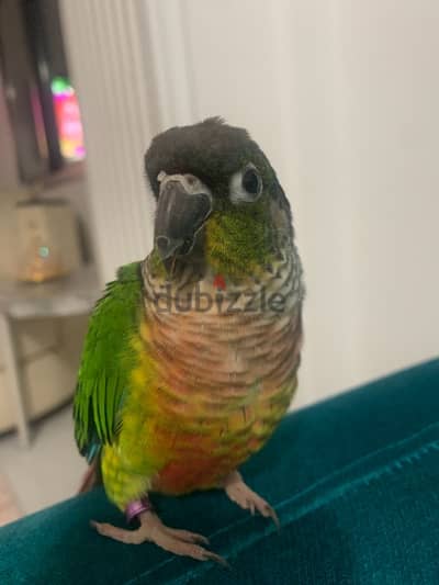 conure bird parrot