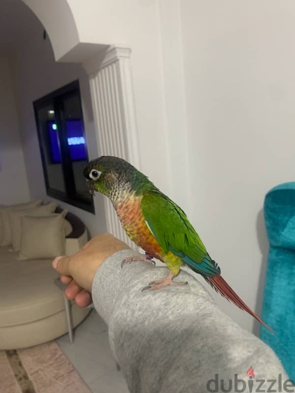 conure bird parrot 1