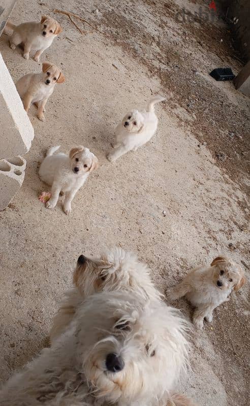 adorable bichon Maltese 1