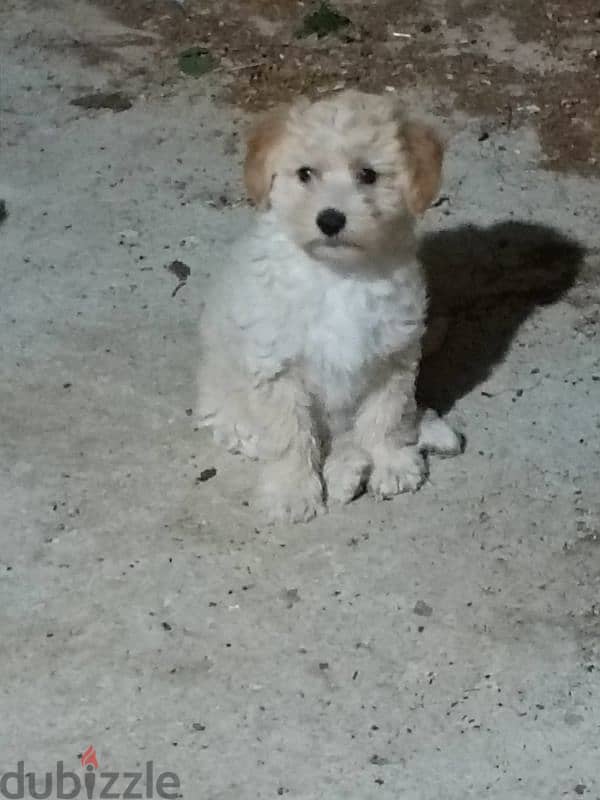 adorable bichon Maltese 2