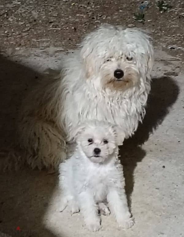 adorable bichon Maltese 3