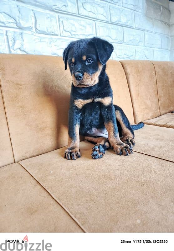 rottweiler female 2 months vaccinated + 2 bags dry food hills + cage 0