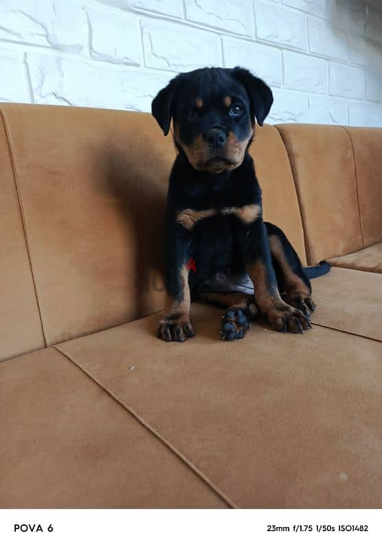 rottweiler female 2 months vaccinated + 2 bags dry food hills + cage 1