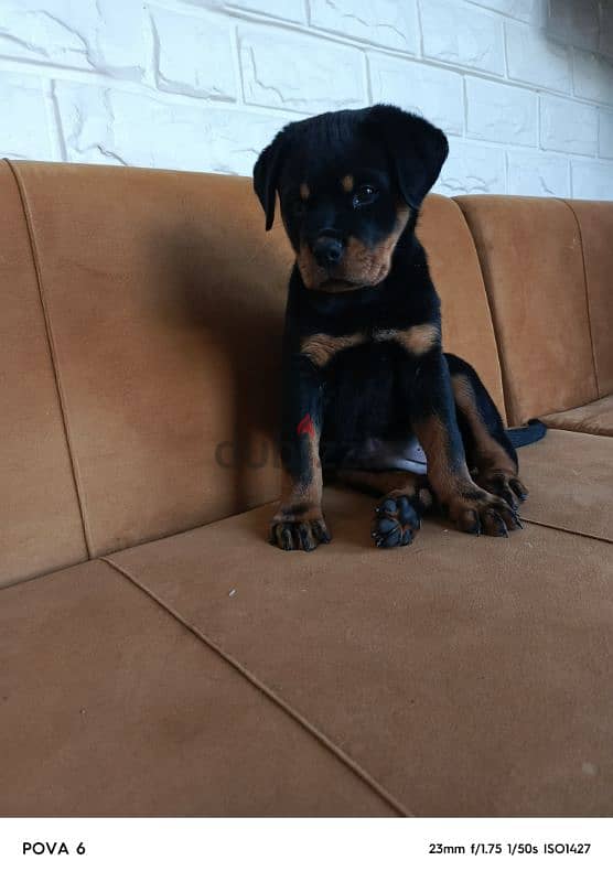 rottweiler female 2 months vaccinated + 2 bags dry food hills + cage 2