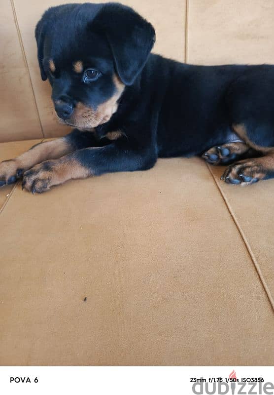 rottweiler female 2 months vaccinated + 2 bags dry food hills + cage 3