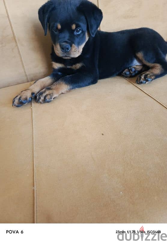 rottweiler female 2 months vaccinated + 2 bags dry food hills + cage 4