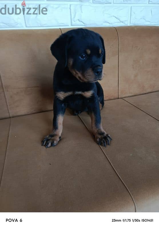 rottweiler female 2 months vaccinated + 2 bags dry food hills + cage 5