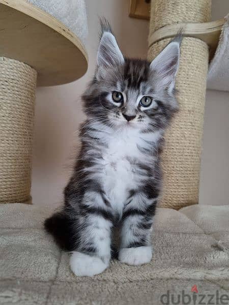 Giant Maine Coon Kittens Available now in store! cat قطط 0