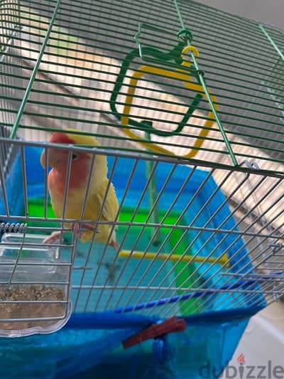 عصفور حب للبيع Love bird for sale