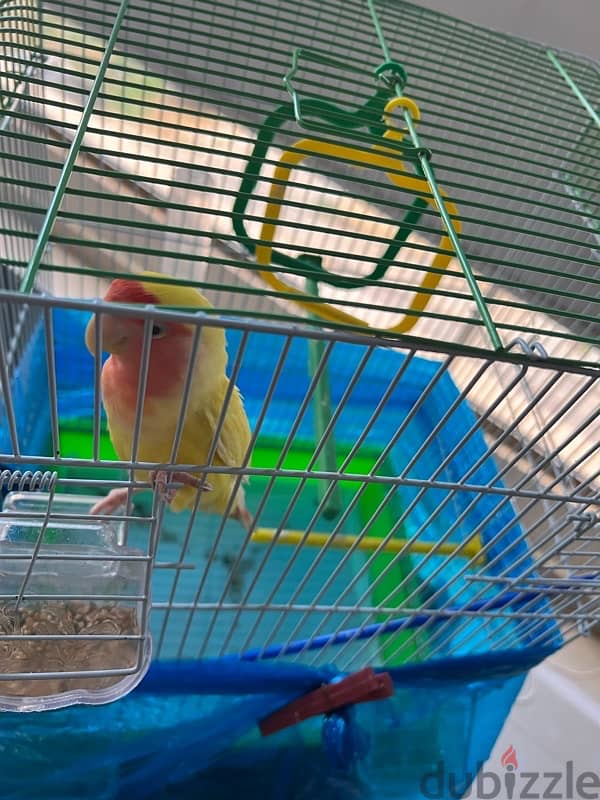 عصفور حب للبيع Love bird for sale 0