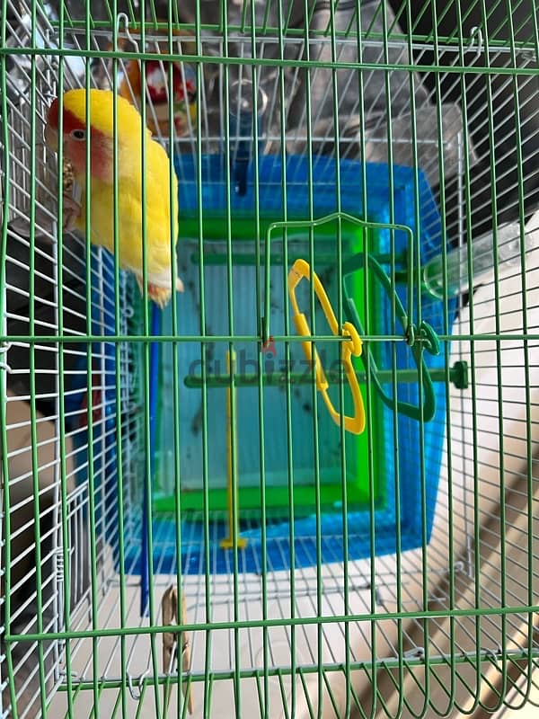 عصفور حب للبيع Love bird for sale 1