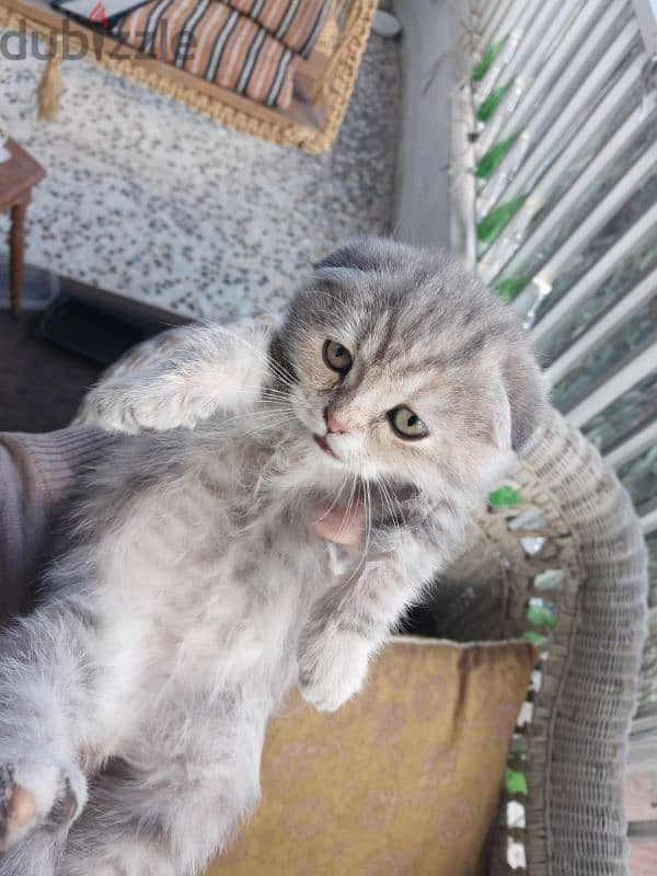 Black Friday This Weekend: Xmas Joy with Xmas Scottish Fold Kittens 8