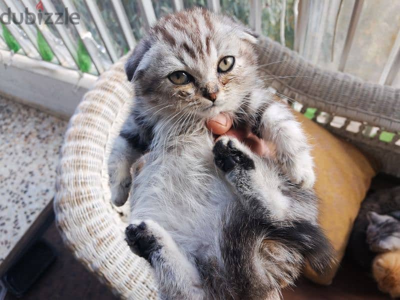 Black Friday This Weekend: Xmas Joy with Xmas Scottish Fold Kittens 9