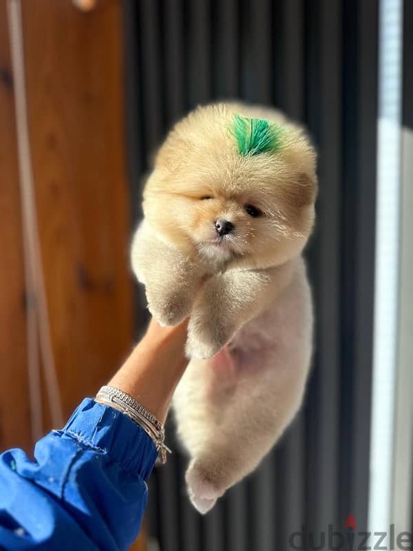 Pomeranian 3