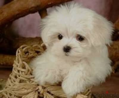 mini bichon malteze