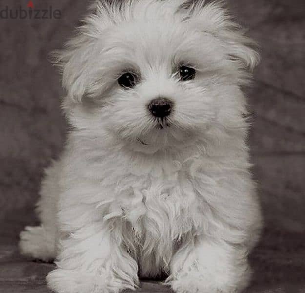 mini bichon malteze 1